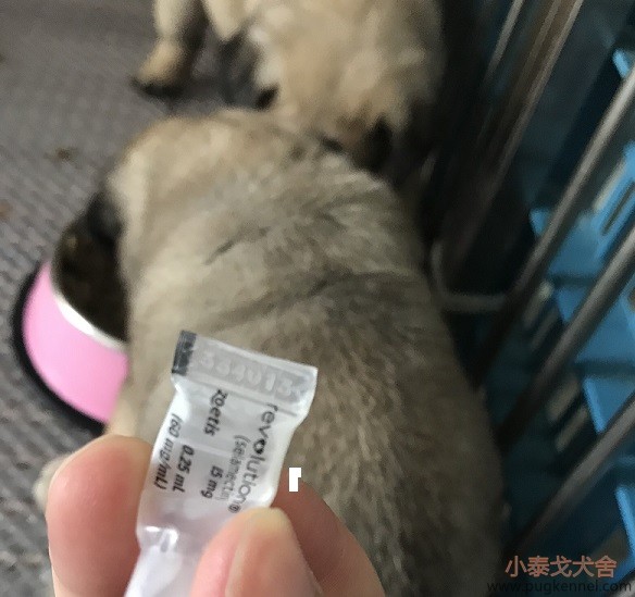 【疫苗接种】小泰戈犬舍2019年7月28日TT1幼犬大宠爱首驱