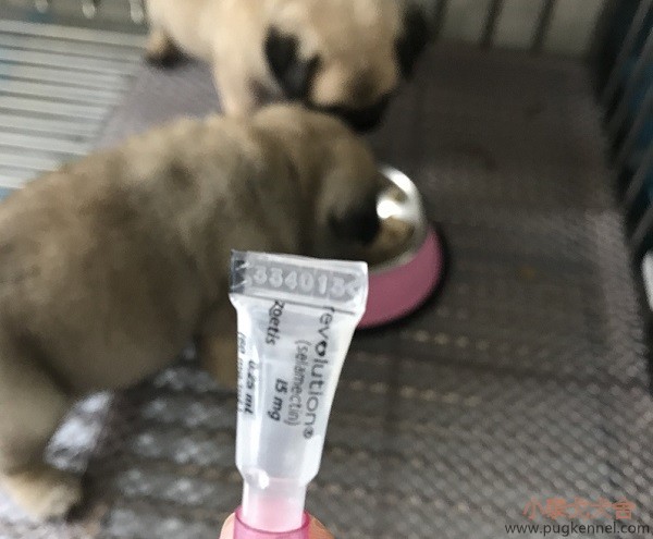 【疫苗接种】小泰戈犬舍2019年7月28日TT1幼犬大宠爱首驱