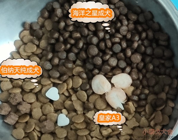 小泰戈犬舍2020年第15周周报