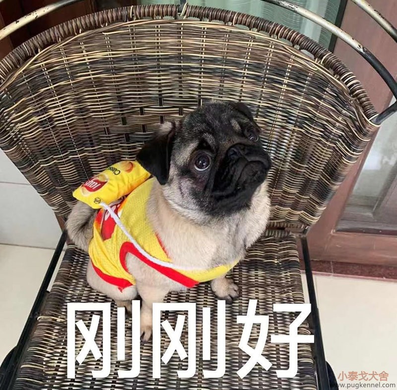 巴哥犬展示-广东家长-2020011601