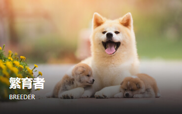 哺乳期的母犬-小白的营养管理