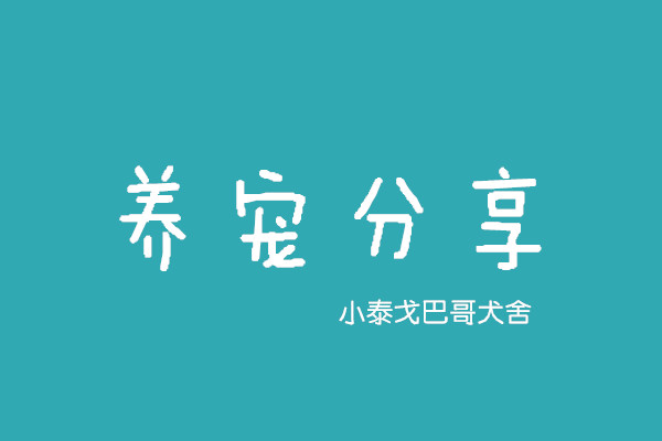 针对孕期犬小白和脱兔的饮食管理