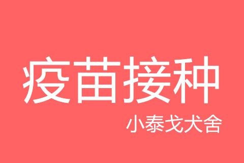 【疫苗接种】小泰戈犬舍2019年7月16日TT1幼犬首免