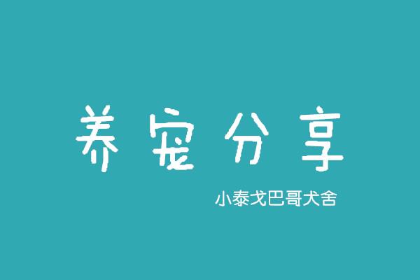 小泰戈巴哥犬舍的狗狗是这样喂的