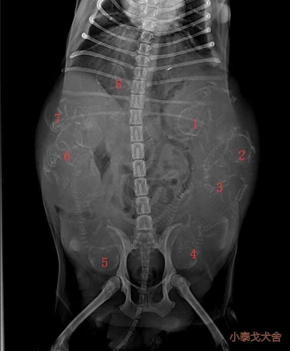 小白即将进入预产期，X光和B超查看状况