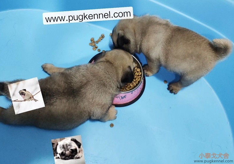 TT1的巴哥犬们吃奶糕粮