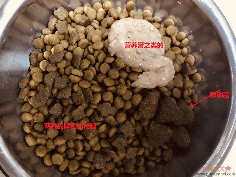 小泰戈巴哥犬舍的狗狗是这样喂的