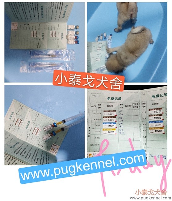 【疫苗接种】小泰戈犬舍2019年8月13日TT1幼犬三免