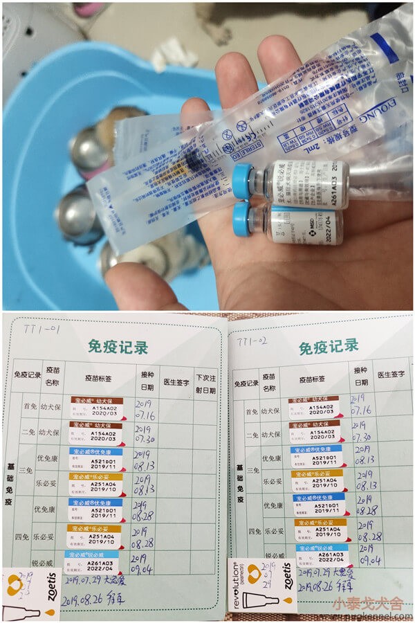 2019年9月4日TT1的小巴哥们四免之狂犬疫苗