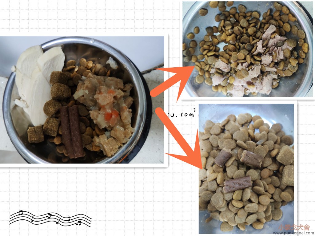 2019年第36周小泰戈巴哥犬舍周报 