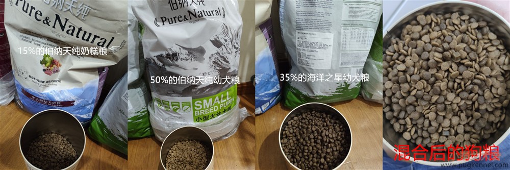 2019年第36周小泰戈巴哥犬舍周报 
