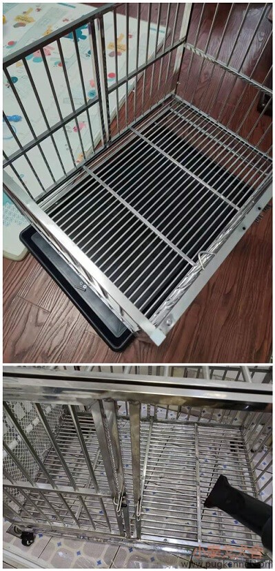 2019年第40周小泰戈巴哥犬舍周报