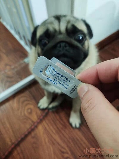 2019年第40周小泰戈巴哥犬舍周报