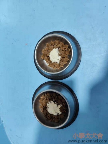 2019年第40周小泰戈巴哥犬舍周报-驱虫-疫苗