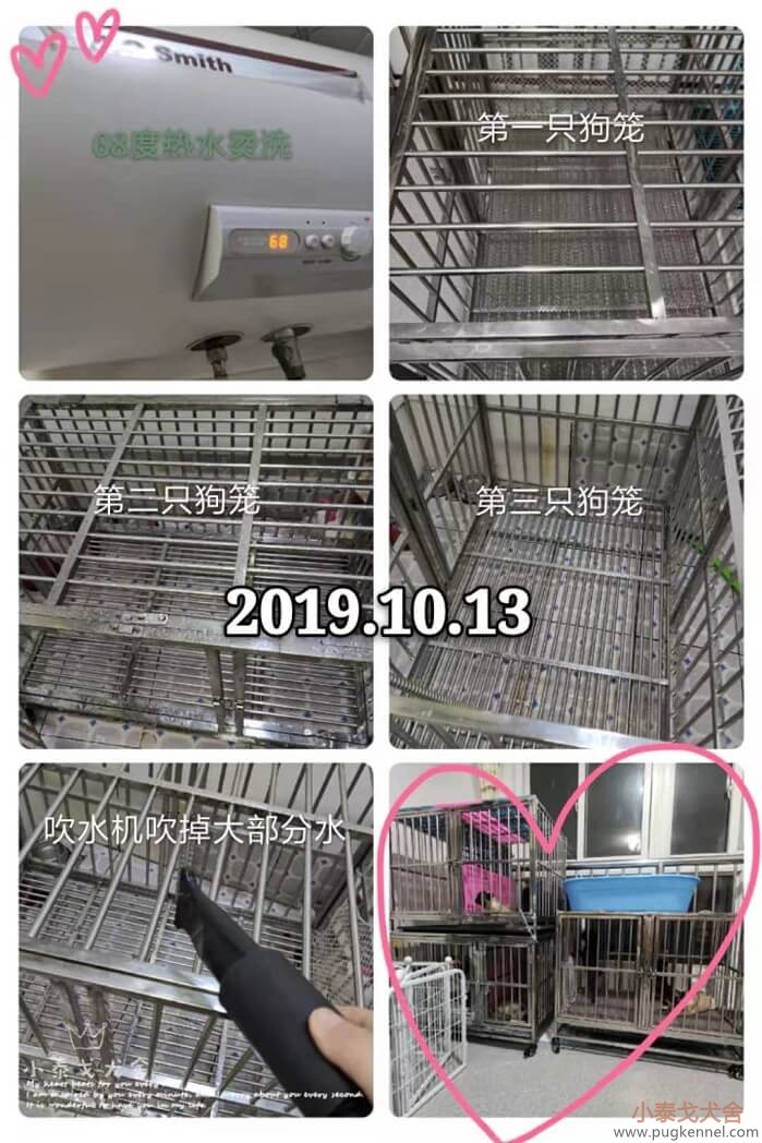 2019年第41周小泰戈巴哥犬舍周报-清扫