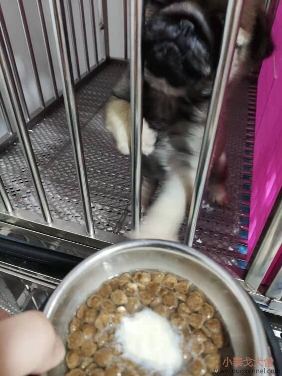 2019年第41周小泰戈巴哥犬舍周报-清扫