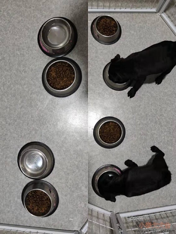 2019年第42周小泰戈巴哥犬舍周报