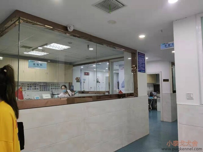 2019年第42周小泰戈巴哥犬舍周报