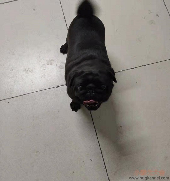 2019年第42周小泰戈巴哥犬舍周报