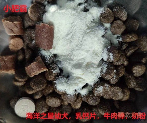 2019年第44周犬舍周报