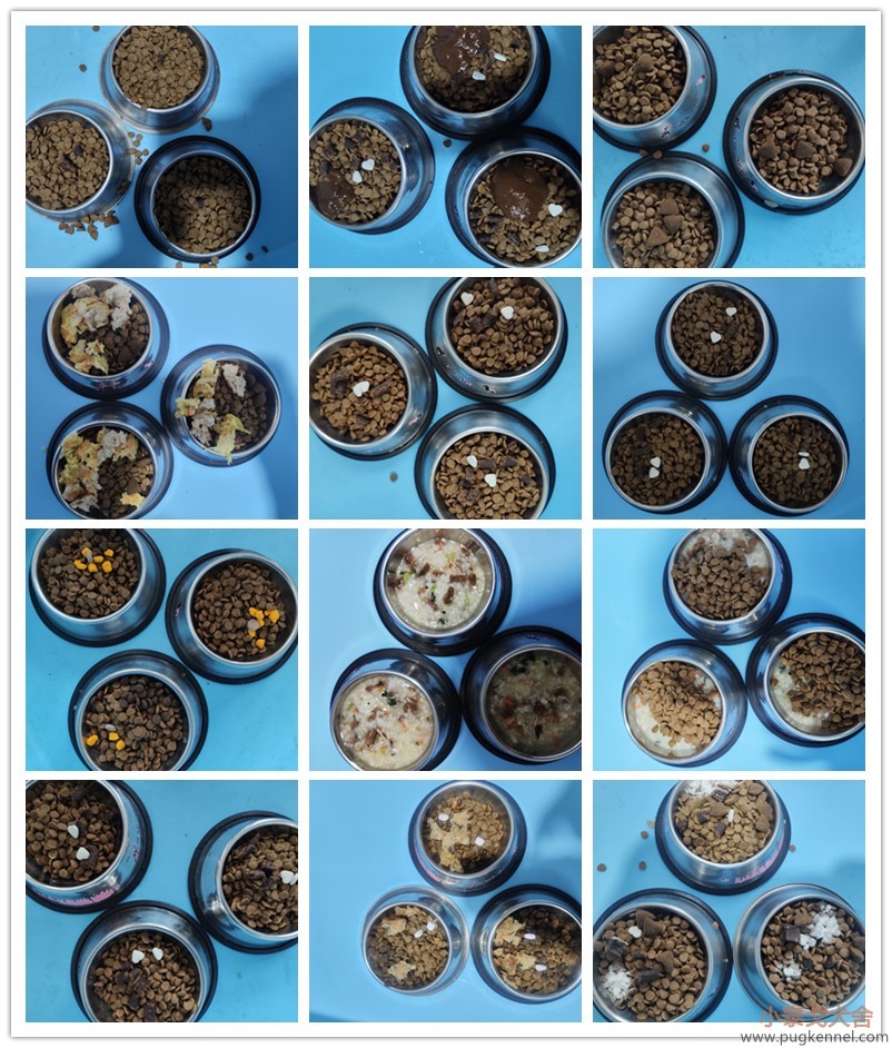 小泰戈巴哥犬舍2019年第51周犬舍周报