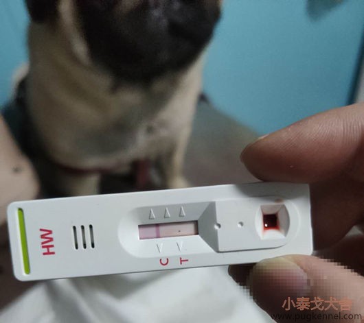 小泰戈犬舍2020年第7周周报