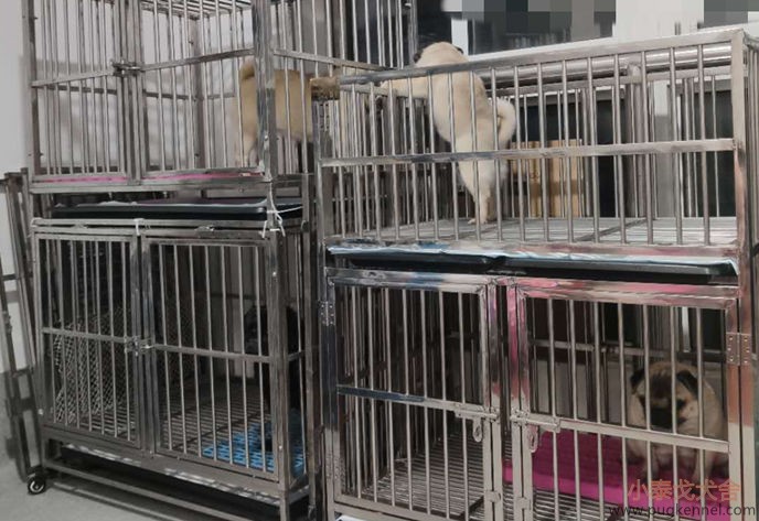小泰戈犬舍2020年第9周周报