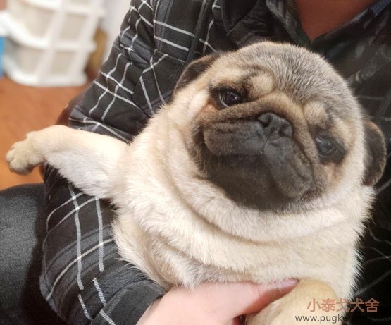 小泰戈犬舍巴哥犬Sasa发情搭配记录