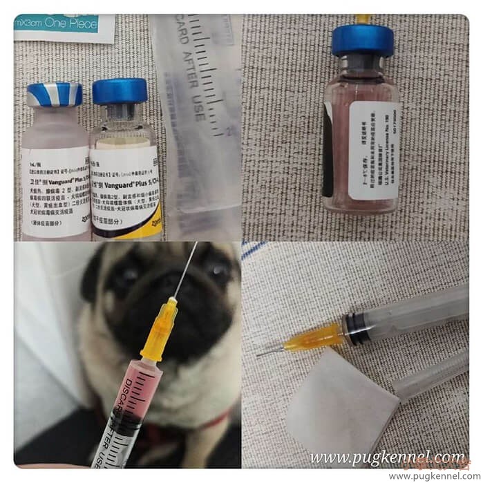 2020年4月15日Tiger大宠爱疫苗接种