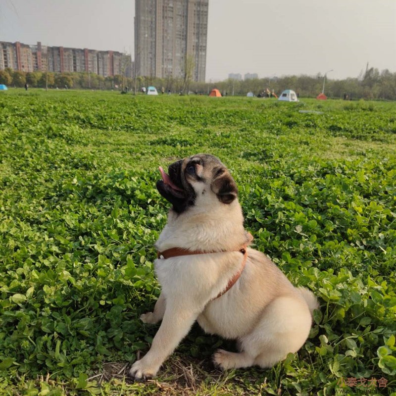 巴哥犬展示-预留种犬