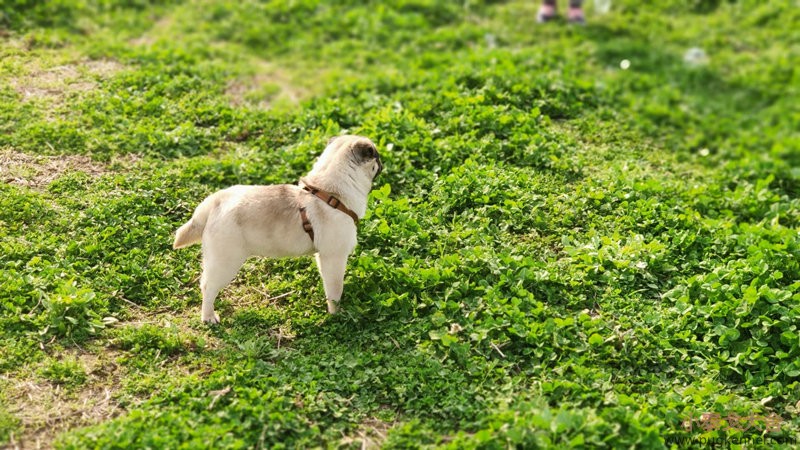 巴哥犬展示-预留种犬