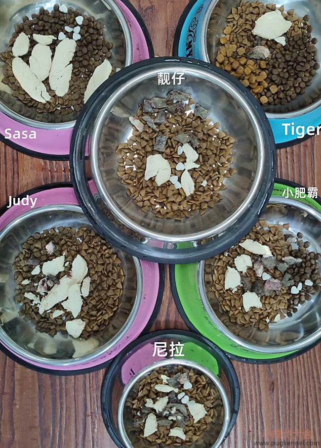 小泰戈犬舍2020年第25周周报