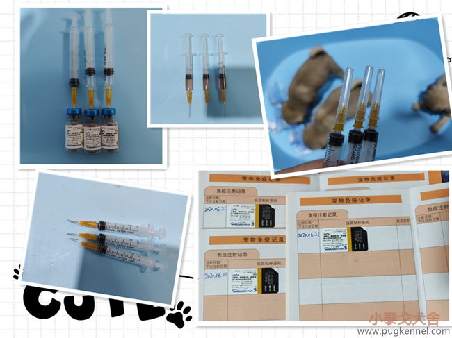2020年6月21日TJ1小巴哥犬们首免卫佳伍接种