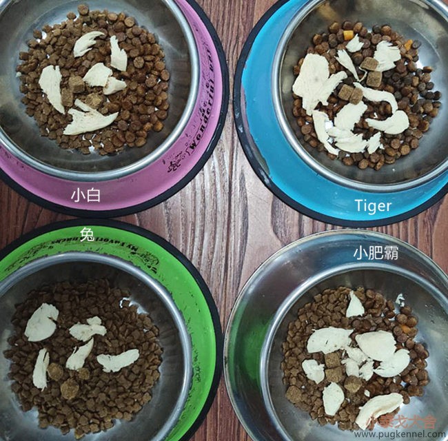 小泰戈犬舍2020年第31周周报