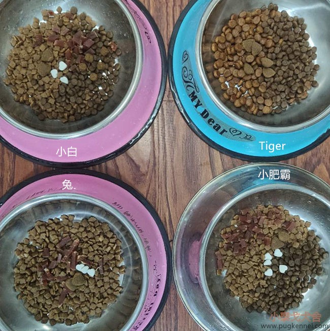小泰戈犬舍2020年第31周周报