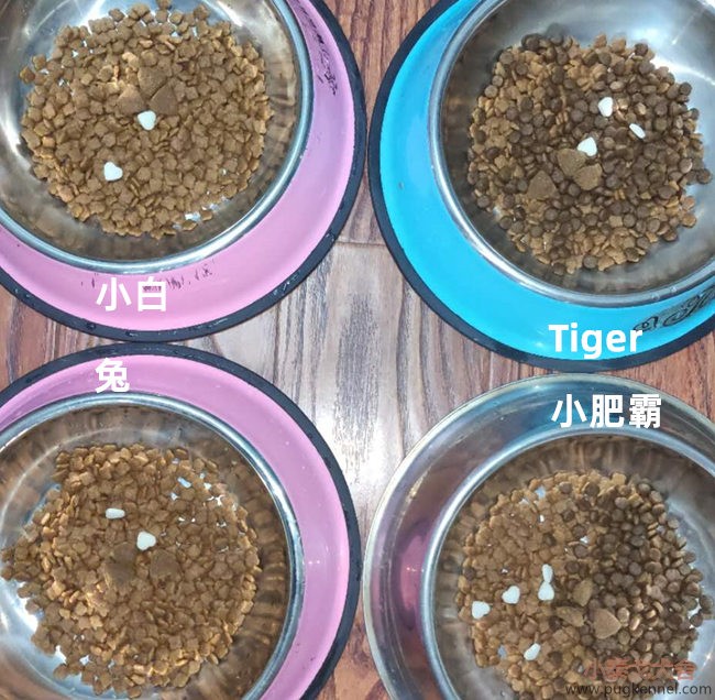 小泰戈犬舍2020年第33周周报
