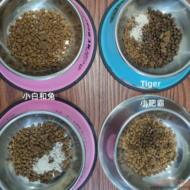 小泰戈犬舍2020年第33周周报