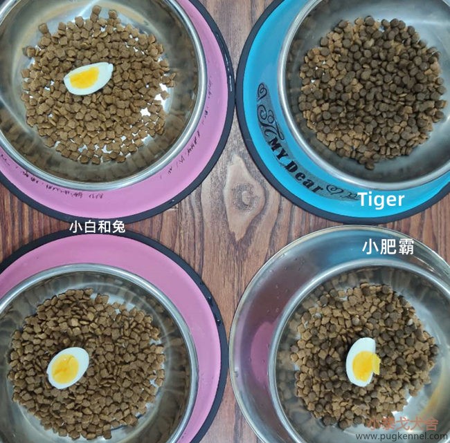 小泰戈犬舍2020年第34周周报