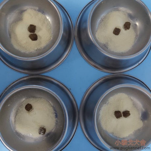 小泰戈犬舍2020年第34周周报