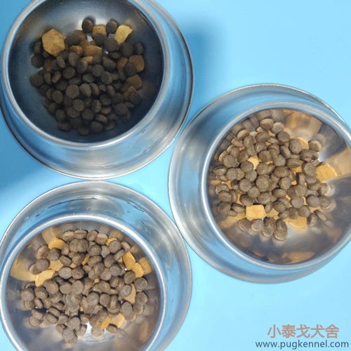 小泰戈犬舍2020年第34周周报