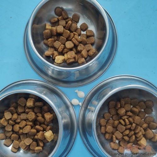 小泰戈犬舍2020年第34周周报