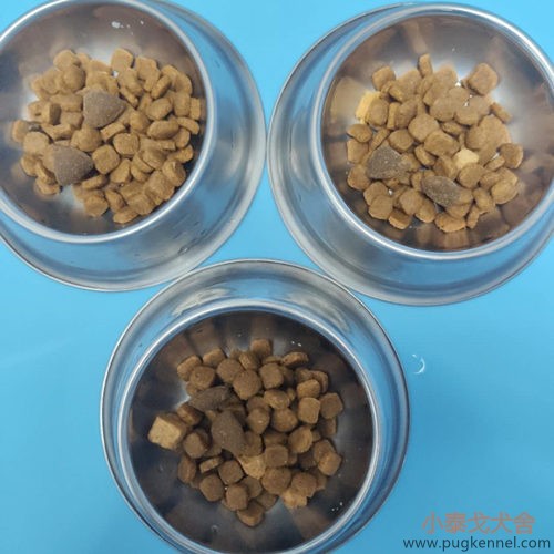 小泰戈犬舍2020年第34周周报