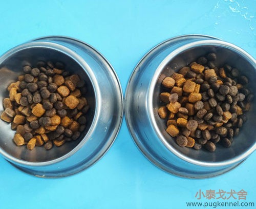 小泰戈犬舍2020年第35周周报