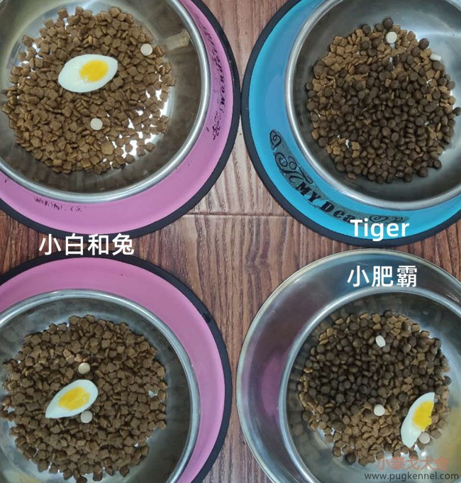 小泰戈犬舍2020年第35周周报