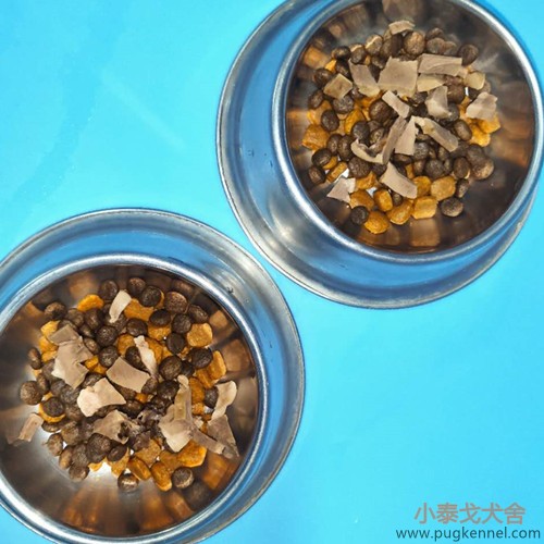 小泰戈犬舍2020年第35周周报