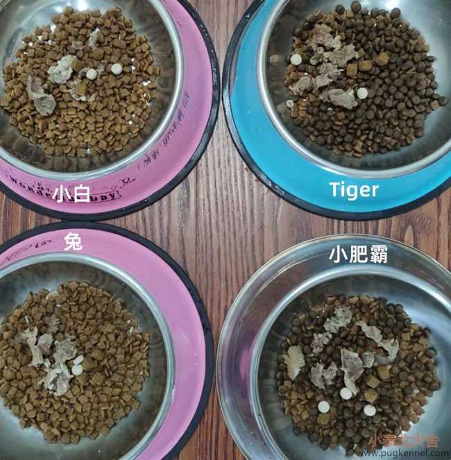 小泰戈犬舍2020年第35周周报