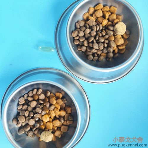 小泰戈犬舍2020年第36周周报