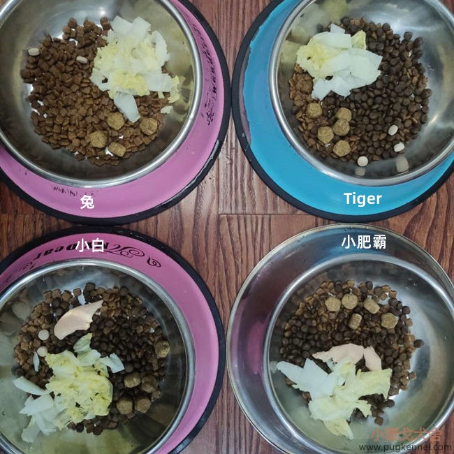 小泰戈犬舍2020年第36周周报