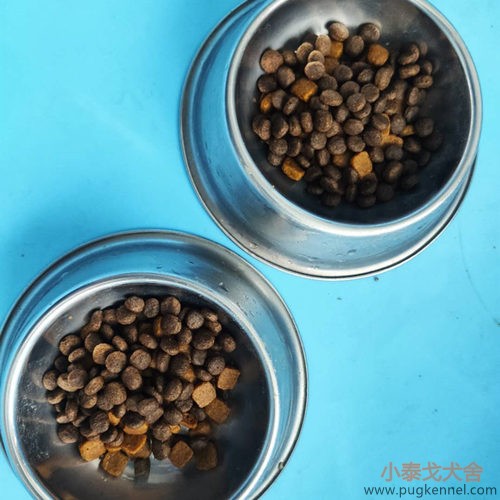 小泰戈犬舍2020年第36周周报
