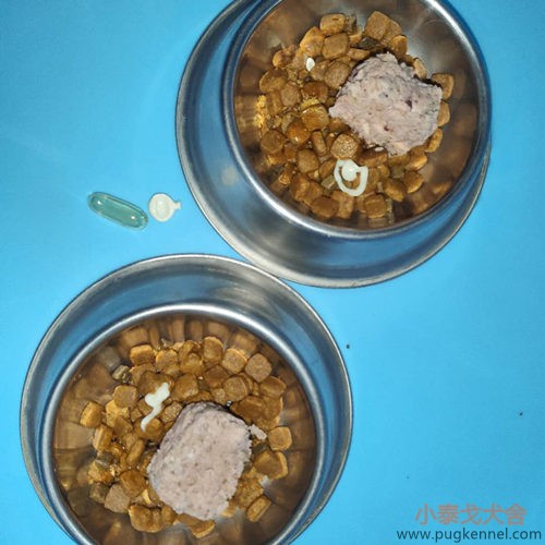 小泰戈犬舍2020年第36周周报